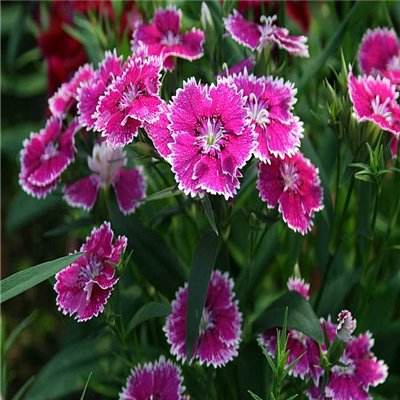 完美电竞手机app下载